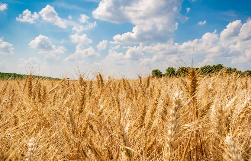 Nông sản ngày 27/01: Lúa mì chịu tác động thời tiết, Đậu tương phân hóa theo Nam Mỹ, Ngô giằng co vì tồn kho cao